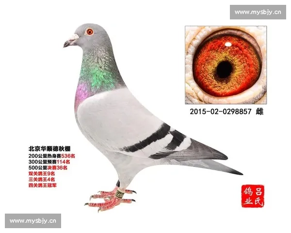 公棚比赛精彩直播全程追踪 见证飞翔中的冠军信鸽荣耀时刻